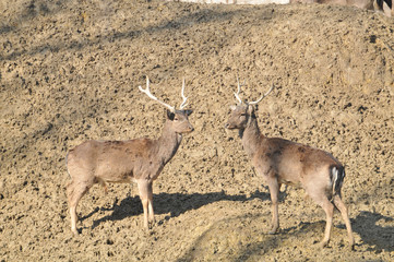 fallow deer,