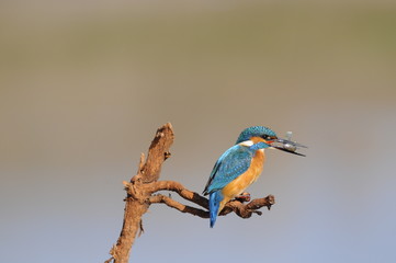 The Common Kingfisher (Alcedo atthis) with fish
