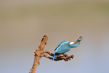 The Common Kingfisher (Alcedo atthis) with fish
