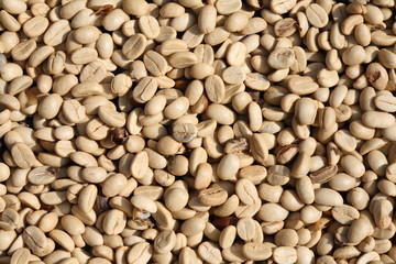 fresh coffee beans close-up, before roasted.