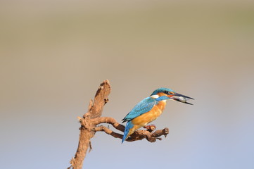 Obraz premium The Common Kingfisher (Alcedo atthis) with fish