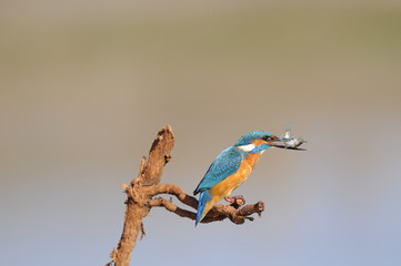The Common Kingfisher (Alcedo atthis) with fish