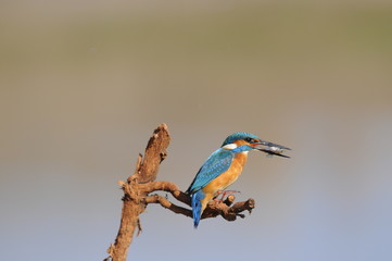 The Common Kingfisher (Alcedo atthis) with fish