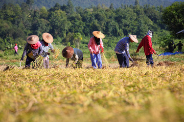 farmer cutting rice in paddy - 36819575