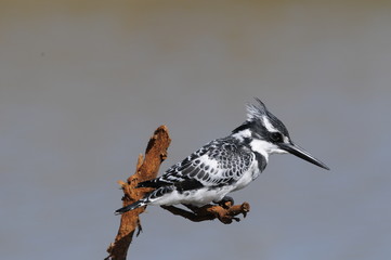 Pied Kingfisher (Ceryle rudis)