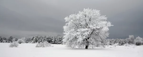 Crédence de cuisine en verre imprimé Hiver Frozen tree in snowy field and dark sky