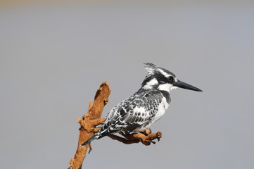 Pied Kingfisher (Ceryle rudis) at lake Maagan Michael, Israel