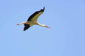 Ciconia ciconia, Oriental White Stork.