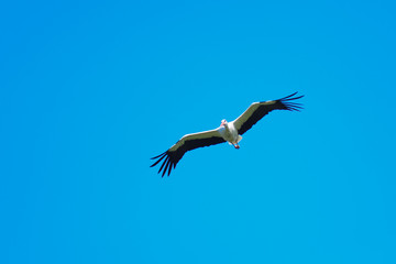 Ciconia ciconia, Oriental White Stork.
