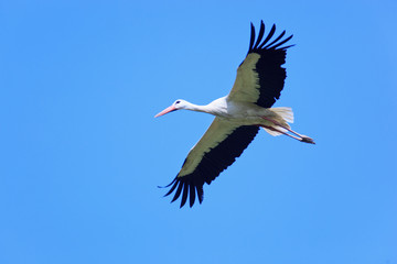 Ciconia ciconia, Oriental White Stork.