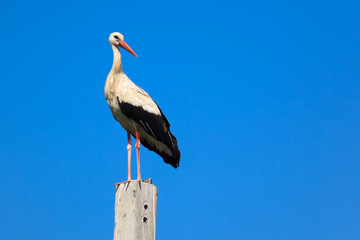 Ciconia ciconia, Oriental White Stork.