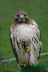 hawk
