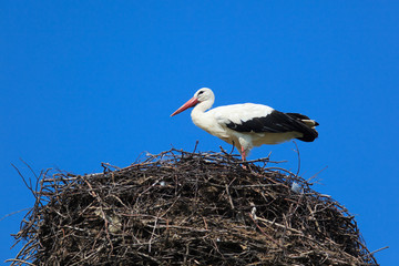 Fototapeta premium Ciconia ciconia, Oriental White Stork.