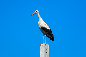 Ciconia ciconia, Oriental White Stork.