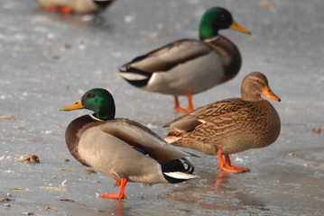 Ducks on the ice