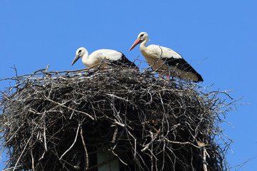 Ciconia ciconia, Oriental White Stork.