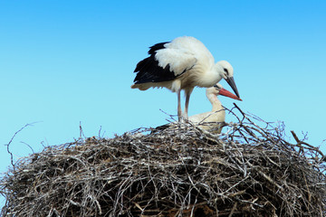 Ciconia ciconia, Oriental White Stork.