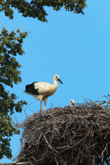 Ciconia ciconia, Oriental White Stork.