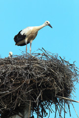 Ciconia ciconia, Oriental White Stork.
