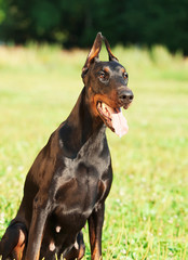 amazing purebred black doberman
