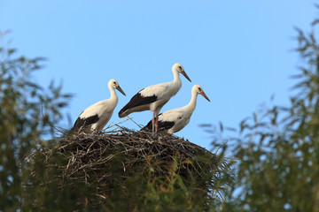 Ciconia ciconia, Oriental White Stork.