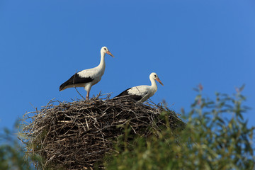 Ciconia ciconia, Oriental White Stork.