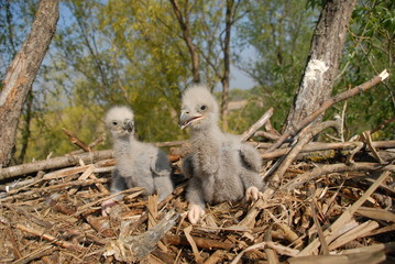 White-tailed eagles on the nest