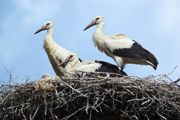 Ciconia ciconia, Oriental White Stork.