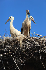Ciconia ciconia, Oriental White Stork.