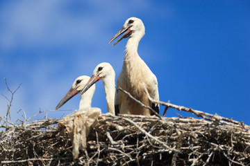 Ciconia ciconia, Oriental White Stork.