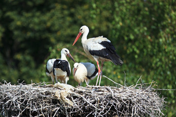Fototapeta premium Ciconia ciconia, Oriental White Stork.