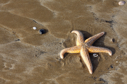 Starfish on a sandy beach