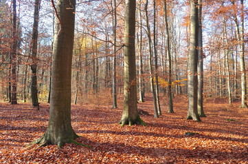 Autumn forest