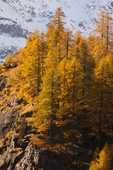 Fototapeta premium alberi autunnali