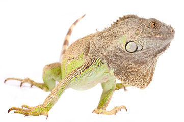 green iguana