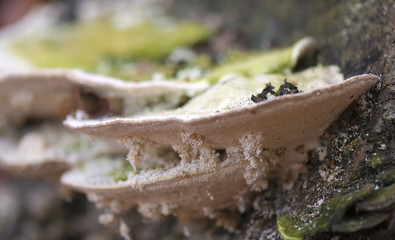 Ganoderma applanatum