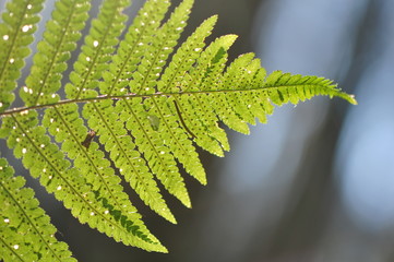 Fern