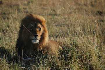 Fototapeta na wymiar Lew (Panthera leo), w Parku Narodowym Masai Mara (Kenia)