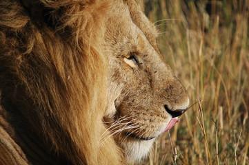 Naklejki  Lew (Panthera leo) w Rezerwacie Narodowym Masai Mara (Kenia)