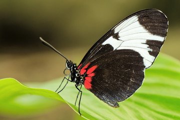 Fototapeta na wymiar Tropical butterfly on leaf
