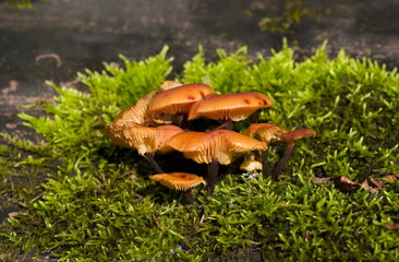 Mushrooms on a moss