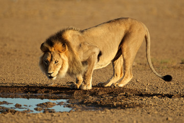 Fototapeta na wymiar African lion drinking