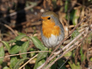 european robin (Erithacus Rubecula)