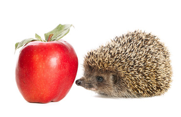 Hedgehog and apple