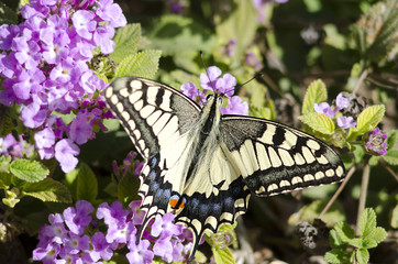 Naklejka premium Swallowtail Butterfly