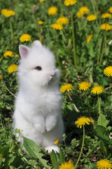 little white bunny in yellow flowers
