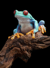 Red-eyed tree frog on branch