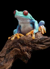 Wall murals Frog Red-eyed tree frog on branch