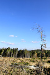 Die Hochheide auf dem Ettelsberg