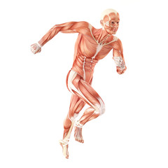 Running man muscles anatomy system isolated on white background - obrazy, fototapety, plakaty